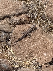 Microlophus indefatigabilis