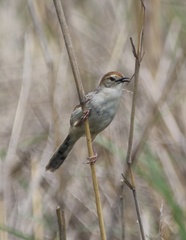 Cisticola tinniens