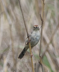 Cisticola tinniens