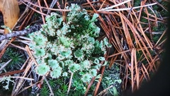 Cladonia gracilis