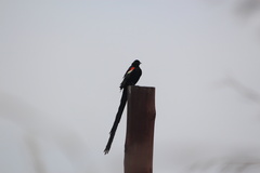 Euplectes progne