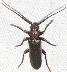 Arhopalus rusticus