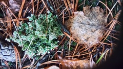 Cladonia gracilis