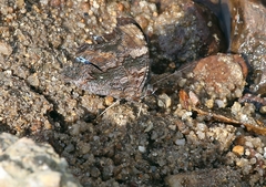 Kaniska canace