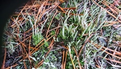 Cladonia cornuta