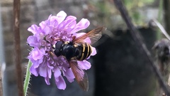 Sericomyia silentis
