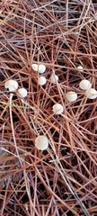 Mycena capillaripes