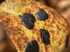 Rhytisma decolorans