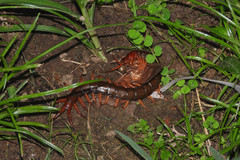 Scolopendra multidens