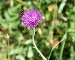 Carduus defloratus