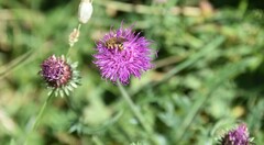 Carduus defloratus