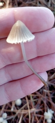 Mycena capillaripes