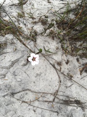 Adenandra uniflora