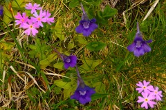 Pinguicula grandiflora