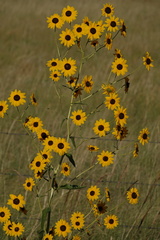 Helianthus paradoxus