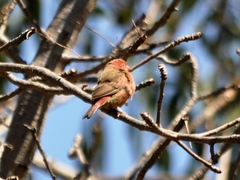 Lagonosticta senegala