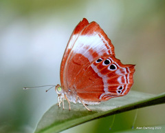 Abisara saturata