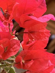Bougainvillea