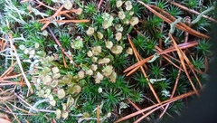 Cladonia gracilis