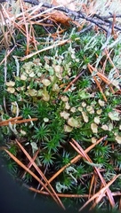 Cladonia gracilis