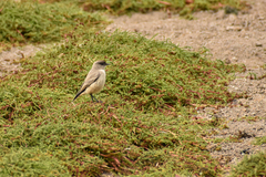 Muscisaxicola capistratus