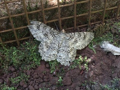 Epimecis