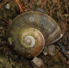 Aperostoma