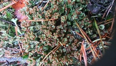 Cladonia pleurota