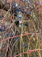 Parthenocissus inserta