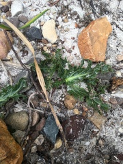 Lichtensteinia lacera
