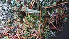 Cladonia pleurota