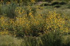 Helianthus paradoxus