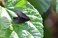 Histia flabellicornis