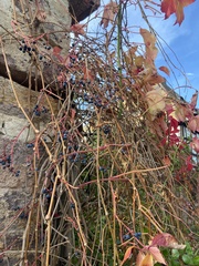 Parthenocissus inserta