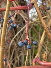 Parthenocissus inserta