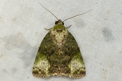 Blenina