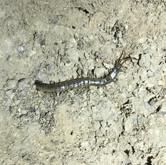 Arthrorhabdus pygmaeus