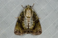 Blenina