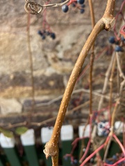 Parthenocissus inserta