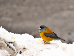 Phrygilus patagonicus