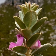 Podalyria hirsuta