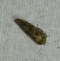 Paraphlepsius collitus