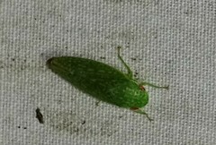 Rugosana querci