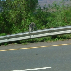 Chlorocebus pygerythrus pygerythrus