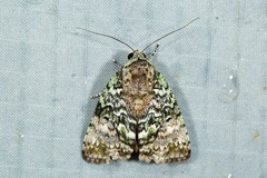 Blenina