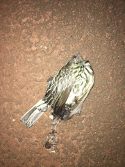 Myiodynastes maculatus