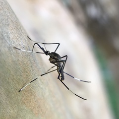 Toxorhynchites speciosus