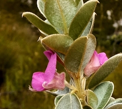 Podalyria hirsuta