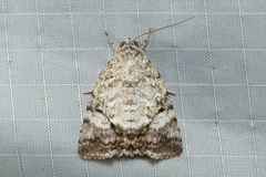 Blenina
