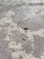 Brachygastra lecheguana